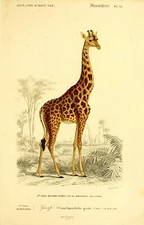 Giraffe ZOOLOGICAL vintage antique old print Animal decoration wall art Poster