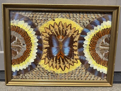 Vibrant Framed Butterfly Wing Art Morphoditis Mandala Design Iridescent  14 x10 
