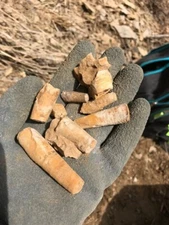 fossil cephalopod nautiloid size varies sold by the ounce