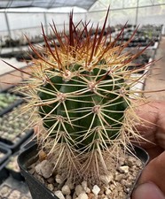 Melocactus acunae x perezassoi from see-d (A Euphorbia Copiapoa dorstenia