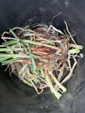 Egyptian Walking Onions 30 Count Bulbs From Oklahoma Picked & Cut Fresh