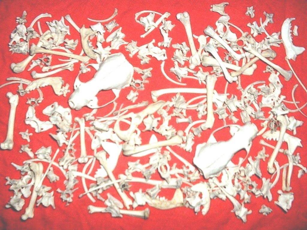 Skeleton Mink American 5 small animal skulls collection 100 bones ...