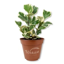 Triangle Ficus Tree - Live Starter Plants - Ficus Triangularis