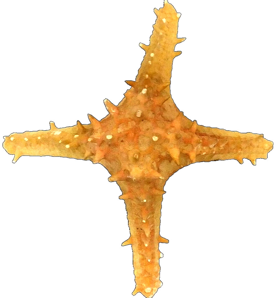 RARE VINTAGE 4-ARM HORNED SEA STAR ODDITY SPECIMEN 9.5"
