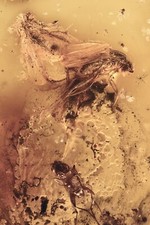 RÓJ 4 MUCH DO SCUTTLE Phoridae Fossil Inclusion BURSZTYN BAŁTYCKI 240208-71 +IMG