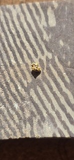 Small Natural Gold Nugget Specimen Natural Gold Nugget Gold Composition