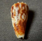 Conus moluccensis 38 mm GEM   ,beautiful DARK color pattern w/ opercolum  WOW!!