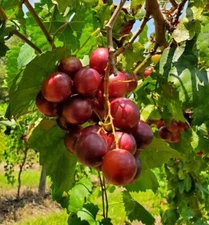 New rare RUBY CRISP Muscadine Grape Vine- 5  cuttings, no roots