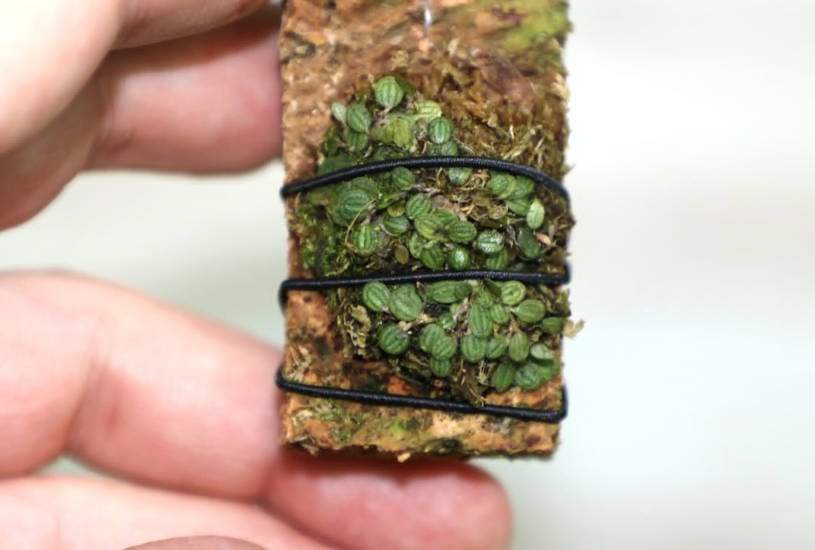 PLEUROTHALLIS DRESSLERI MICRO MINIATURE ORCHID LARGE MOUNTED