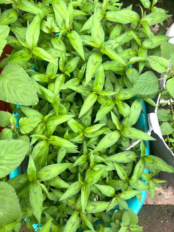 Rau Ram/ Dragon Bean-dau rong- Okra/ Vietnamese basil-Japanese/Chine ...