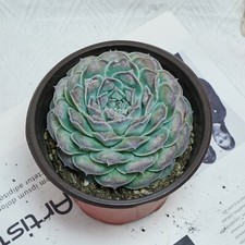 5'' Echeveria Mexico Tears, Live Succulent Plants,Rare Plants