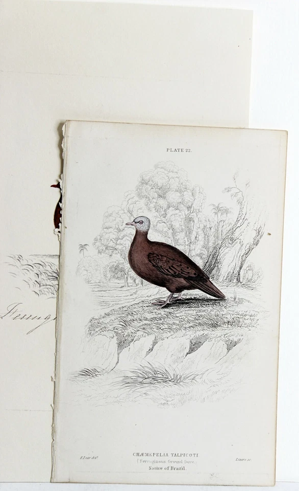 Dibujo a lápiz de colores de trabajo Edward Lear 1835 del libro de dibujo de artista #2 Foto 4 de 4