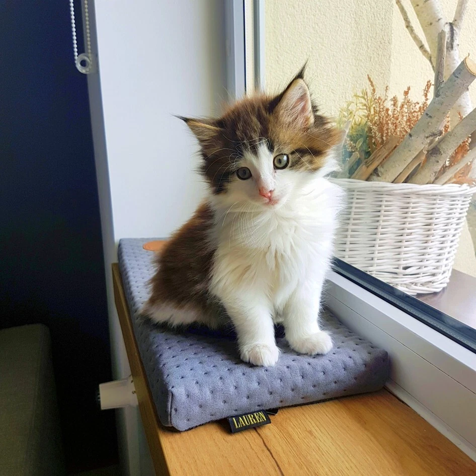 Katzenmatratze für Fensterbank Katzen Fensterbankliege Katzenkissen 50x20 & 100 - Bild 2 von 4