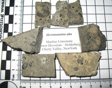 Devonian Giant Ostracod fossil Hermmannina alta New York multislab 1 per bid