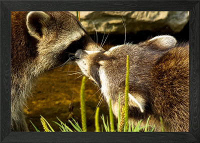 Zwei Waschbären gerahmtes Wandbild Poster Leinwanddruck Bild