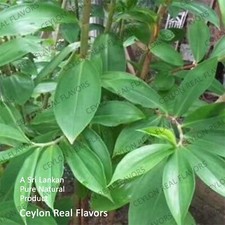 Organic Costus Igneus Thebu Leave Insulin Plant Natural Dehydrated Herbal Tea