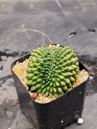 Gymnocalycium Crested Thornless Cactus Set of 3 Unique Rare Special Bright Cacti - Picture 4 of 5