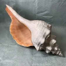 GIANT FLORIDA HORSE CONCH SEA SHELL 15” RARE ONE OF A KIND COLLECTIBLE - VG Cond