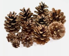 15+  Pine Cones for decoration or craft project  or Floral Design - Job Lot