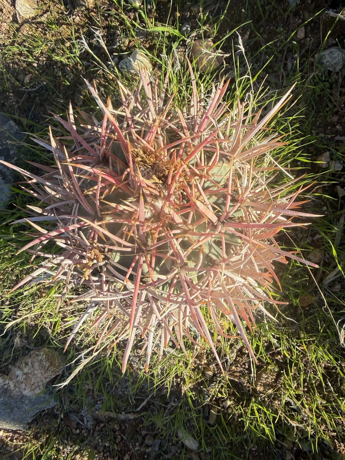 CottonTop Cactus, Echino - polycephalus, Red barrel Cactus, RARE