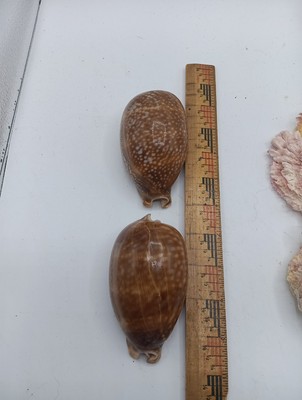 Cypraea cervus, Dense Spotting Pattern, 4in, Florida Shell Lot Of 2