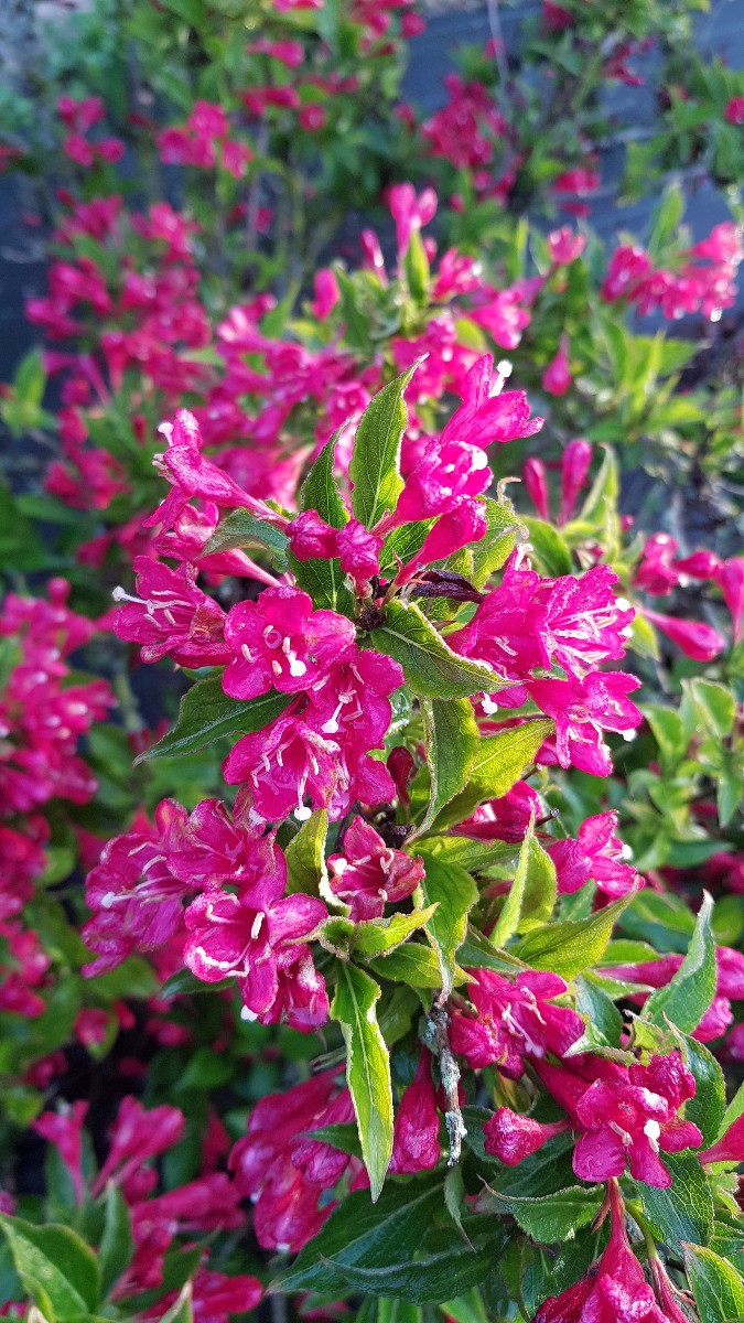 Weigelia rouge cramoisi Bristol Ruby arbuste rustique à floraison printanière - 2