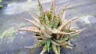 MONJARDINEXTRAORDINAIRE Aloe x 'Piranha' / Aloès Piranha / Conteneur de 2 à 2.9 litres