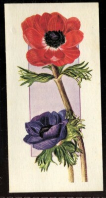 Tabakkarte, Carreras, Black Cat, BLUMEN DAS GANZE JAHR, 1977, Anemone, #14