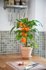 Vegetables - Sweet Pepper - Snack Pepper Orange - 5 Seed