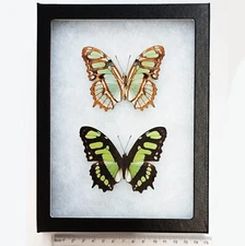 Siproeta stelenes VERSO + RECTO green butterfly Peru FRAMED PAIR