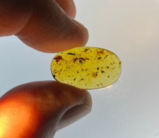 A101 BU1126 Uber Rare Ceratomyrmex Horned Ant in Burmese Amber 99 million