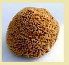 Large 15cm Greek - island kalymnos nature sponge sea new natural sponge