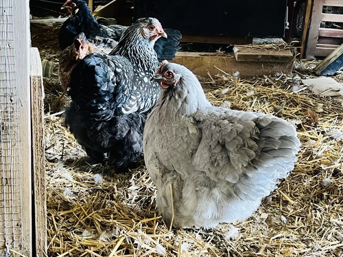 6 + 🐥Cochin RARE COLORS Hatching Eggs Large Giant Fowl🐥 - Picture 16 of 17