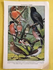 1890 Birds Ornithology Chromolithograph Color Illustration Passerine C14-8