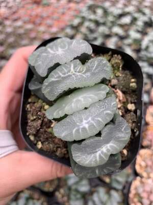 Haworthia maughanii Phoenix Vientiane Succulent plants potted Plants 6-8CM