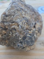 Agitized Colonial Rugose Coral Fossil Found On Iowa Missouri Border