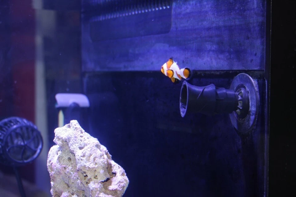 Random Flow Generator (RFG) for the Red Sea Max Nano