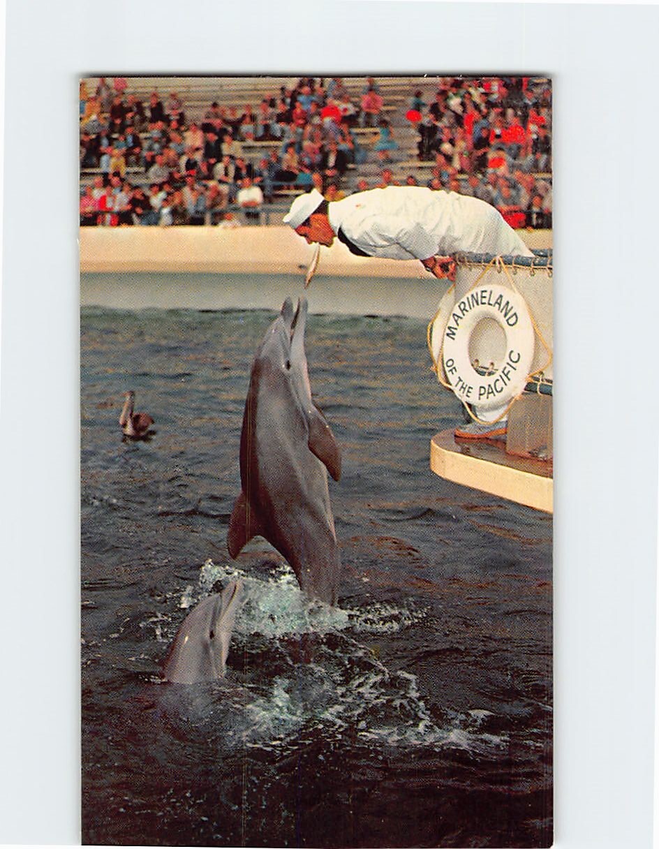 Postcard Porpoise Feeding Time Marineland of the Pacific Oceanarium