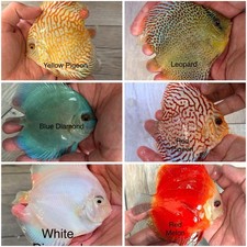 Pack Of 6 - 3.5  - 4  Live Discus Fish Freshwater Aquarium - Express shipping