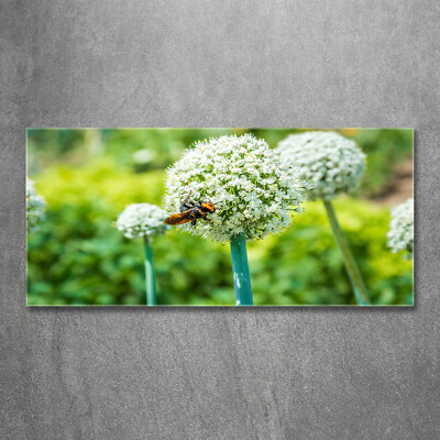 Wandbild aus Plexiglas  Druck auf Acryl 120x60 Blume Pflanze Blühender Knoblauch