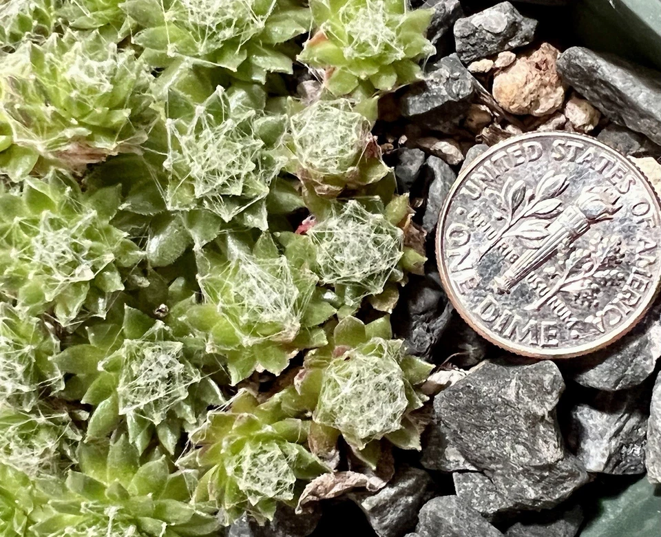 SALE on 10 Baby Sempervivum 10 varieties of Healthy Hens & Chicks +/- 1 in size - Image 2 of 4