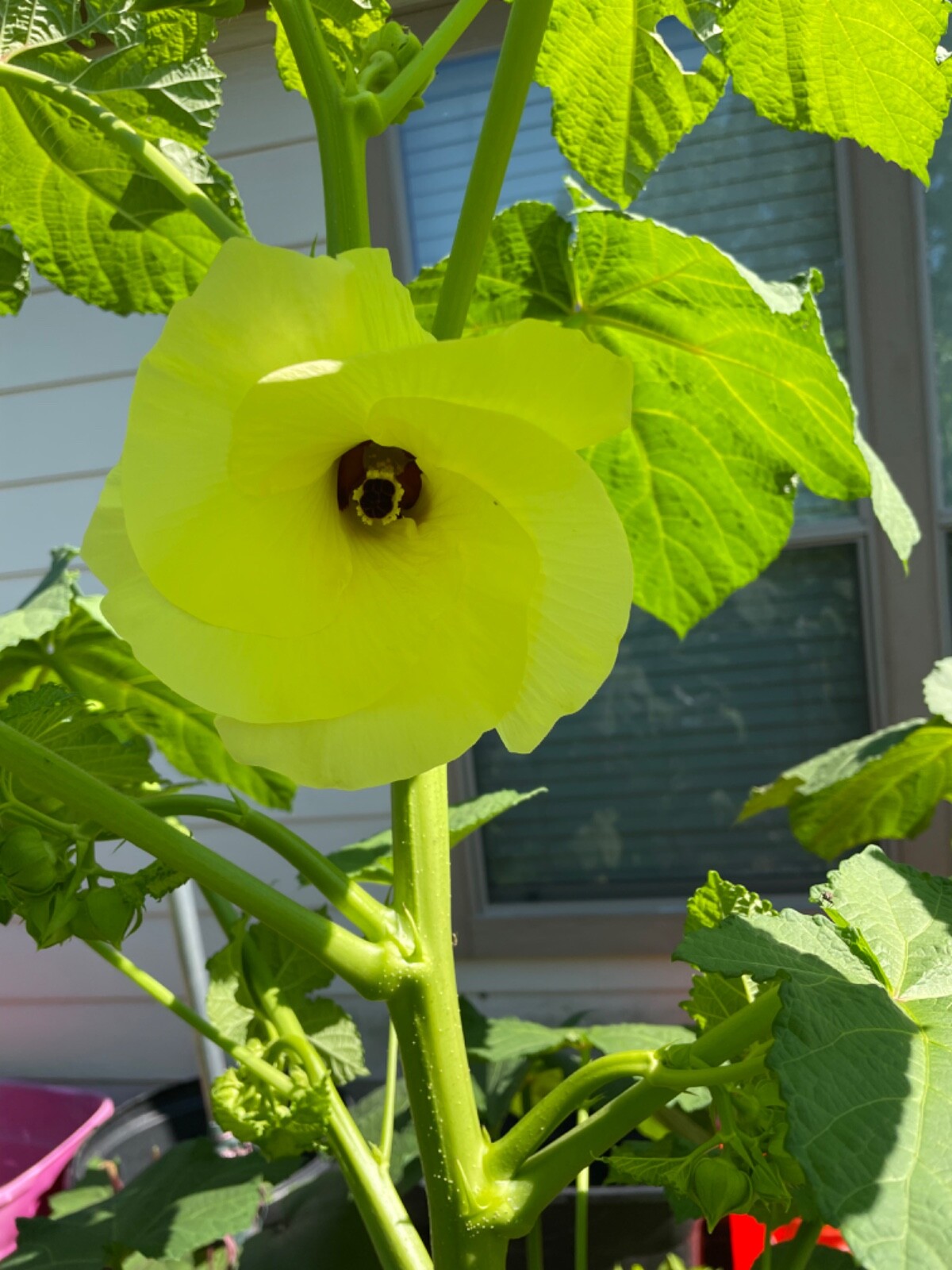50 Motherland Okra Seeds Heirloom Open Pollinated Early and Prolific eBay