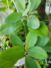 bruja Mala Madre Planta 4" Pulgadas De Alto