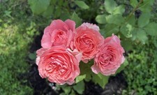 Japanese rose Corail Gelee