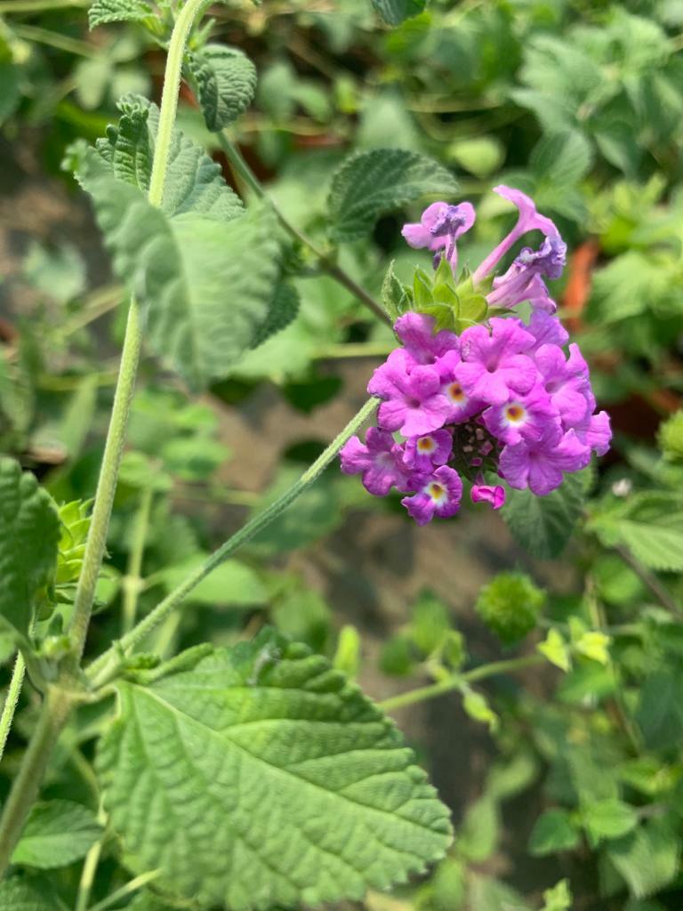 Pianta Di Lantana Sellowiana Viola - Pianta Da Esterno Fiorita, Resistente E Profumata - Foto 10