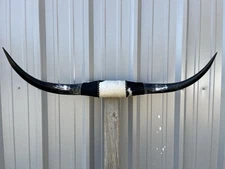 MOUNTED STEER HORNS 3 Feet 1/2 inch wide LONGHORN POLISHED MOUNT BULL COW