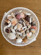 2.5L Bucket of Natural Sea Shells Beach Shell Wedding Craft Vase Decor Display