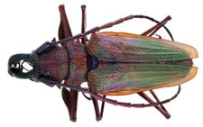 Psalidognathus for collectors | rare Psalidognathus beetles
