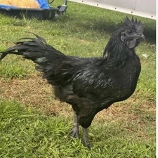 Rare Full Blood Solid Black Ayam Cemani Fertile Hatching Eggs 3+ If I Have Extra