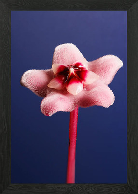 Macro a hoya flower Gerahmtes Wandbild Poster Leinwanddruck Bild